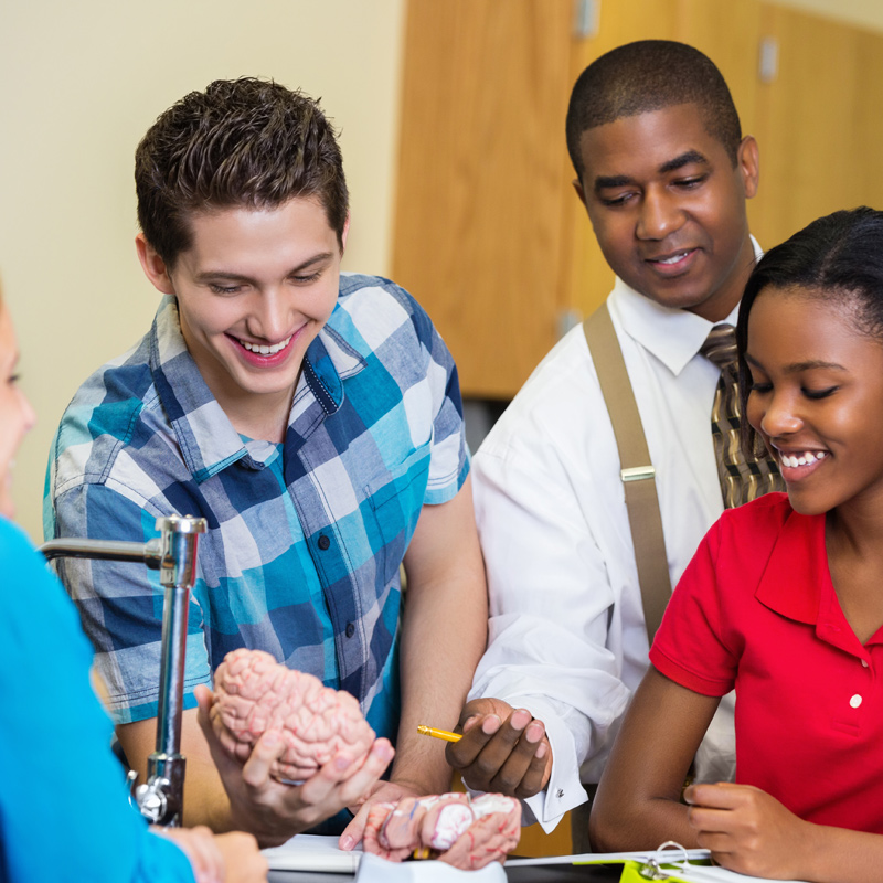 Young people looking at a brain